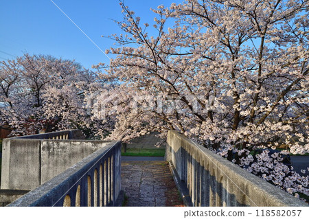 鹿兒川水利紀念公園（新潟縣）的櫻花 118582057