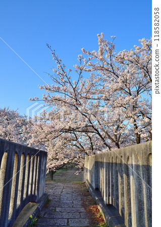 Cherry blossoms in Kajikawachisui Memorial Park (Niigata Prefecture) 118582058
