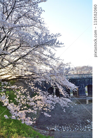 鹿兒川水利紀念公園（新潟縣）的櫻花 118582060