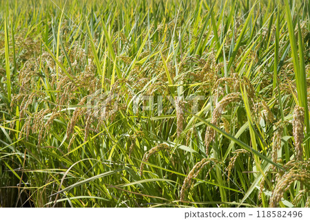 Autumn harvest: New rice 118582496