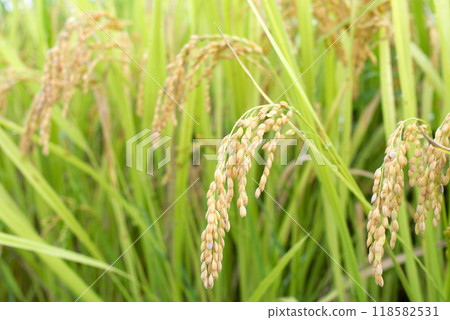 秋果新米 118582531