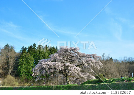 Hosui Cherry Blossoms (Fukushima Prefecture) Hosui Cherry Blossoms (Fukushima Prefecture) 118582697