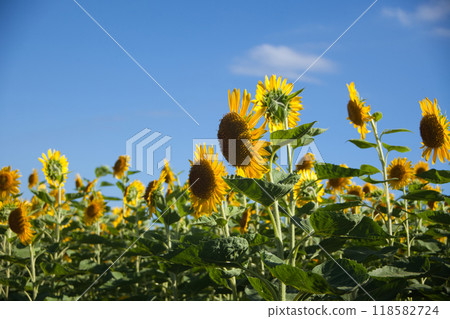 與夏天花的風景 118582724