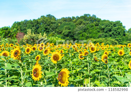 Sunflower field and blue sky in the early morning Sunflower field and blue sky in the early morning 118582998