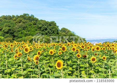 清晨的向日葵田與藍天 118583000