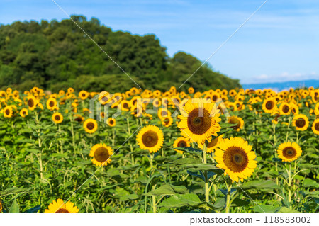 Sunflower field and blue sky in the early morning 118583002