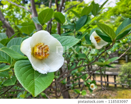 Saruji Saru (summer camellia) 118583097