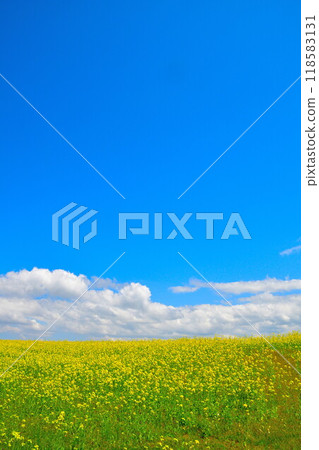 Rape flower of Yamamoto mountain plateau (Niigata) Rape flower of Yamamoto mountain plateau (Niigata) 118583131