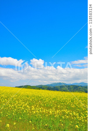 Rape flower of Yamamoto mountain plateau (Niigata) Rape flower of Yamamoto mountain plateau (Niigata) 118583134