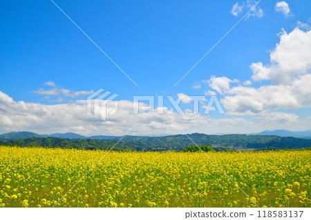 Rape flower of Yamamoto mountain plateau (Niigata) 118583137