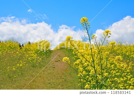 Rape flower of Yamamoto mountain plateau (Niigata) 118583141