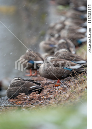 [野生動物]鶴岡公園的冬天_雪和鴨子 118583155