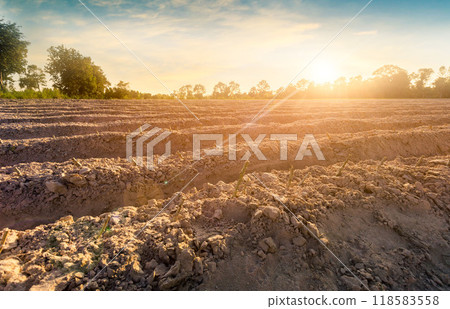 ow of cassava tree in field. Growing cassava, young shoots growing. The cassava is the tropical food plant,it is a cash crop in Thailand. ow of cassava tree in field. Growing cassava, young shoots growing. The cassava is the tropical food plant,it is a cash crop in Thailand. 118583558