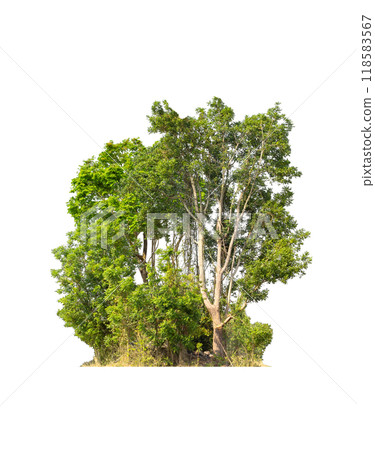 group green tree isolate on white background. Cutout tree line. Row of green trees and shrubs in summer isolated on white background. ForestScene. High quality clipping mask. 118583567