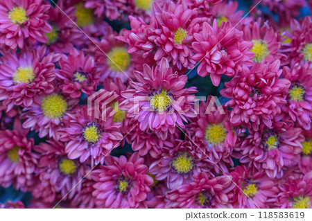 粉紅色的花 118583619
