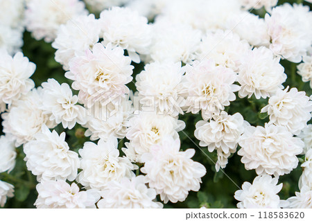 白菊花花 白菊花花 118583620
