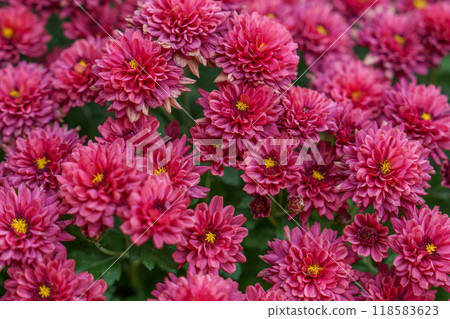與桃紅色顏色的小花 與桃紅色顏色的小花 118583623