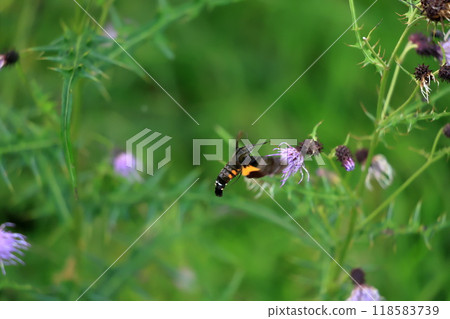 盤旋,從薊花中吸取花蜜,太神奇了 盤旋,從薊花中吸取花蜜,太神奇了 118583739
