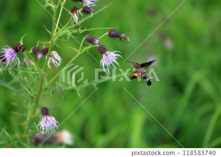 A starry hawk sucking nectar from a thistle - hovering - amazing 118583740