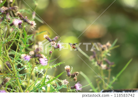 A starry hawk sucking nectar from a thistle - hovering - amazing A starry hawk sucking nectar from a thistle - hovering - amazing 118583742