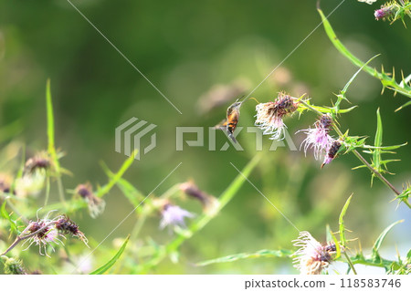 盤旋，從薊花中吸取花蜜，太神奇了 118583746