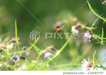 A starry hawk sucking nectar from a thistle - hovering - amazing 118583747