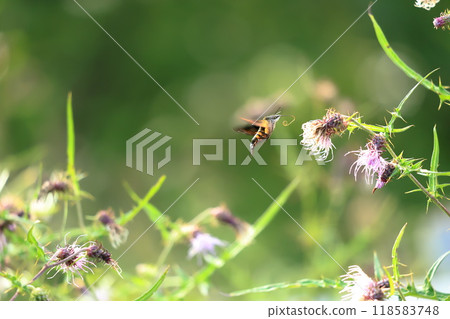 盤旋,從薊花中吸取花蜜,太神奇了 盤旋,從薊花中吸取花蜜,太神奇了 118583748
