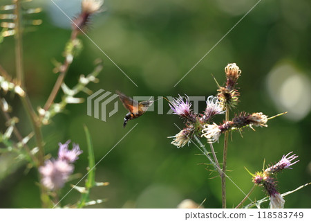 盤旋，從薊花中吸取花蜜，太神奇了 118583749