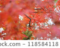 鮮紅的秋葉 118584118