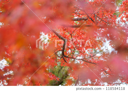 鮮紅的秋葉 鮮紅的秋葉 118584118