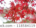鮮紅的秋葉 118584119