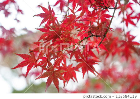 鮮紅的秋葉 鮮紅的秋葉 118584119