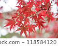 鮮紅的秋葉 118584120