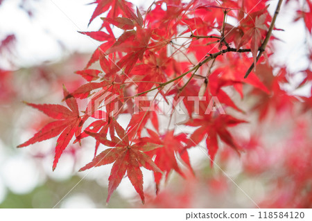 鮮紅的秋葉 鮮紅的秋葉 118584120