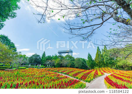 岐阜世界玫瑰園盛開的雞冠花<岐阜縣可兒市> 118584122
