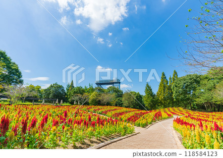 Gifu World Rose Garden, Celosia in full bloom <Kani City, Gifu Prefecture> Gifu World Rose Garden, Celosia in full bloom <Kani City, Gifu Prefecture> 118584123