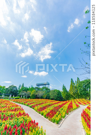 岐阜世界玫瑰園盛開的雞冠花<岐阜縣可兒市> 岐阜世界玫瑰園盛開的雞冠花<岐阜縣可兒市> 118584125