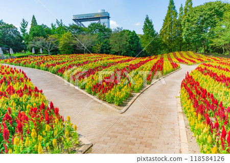 岐阜世界玫瑰園盛開的雞冠花<岐阜縣可兒市> 118584126