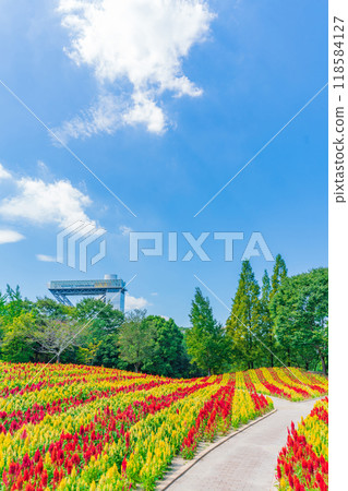 岐阜世界玫瑰園盛開的雞冠花<岐阜縣可兒市> 118584127