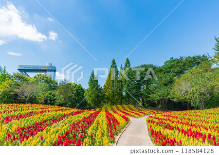 Gifu World Rose Garden, Celosia in full bloom <Kani City, Gifu Prefecture> 118584128