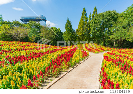 岐阜世界玫瑰園盛開的雞冠花<岐阜縣可兒市> 118584129