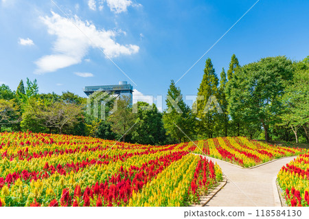 岐阜世界玫瑰園盛開的雞冠花<岐阜縣可兒市> 岐阜世界玫瑰園盛開的雞冠花<岐阜縣可兒市> 118584130