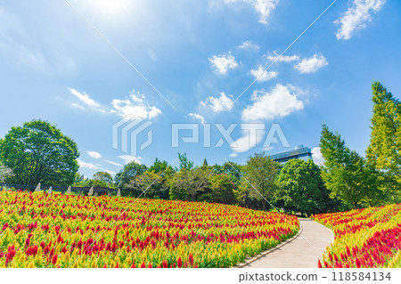 岐阜世界玫瑰園盛開的雞冠花<岐阜縣可兒市> 岐阜世界玫瑰園盛開的雞冠花<岐阜縣可兒市> 118584134
