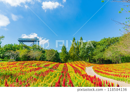 岐阜世界玫瑰園盛開的雞冠花<岐阜縣可兒市> 118584136