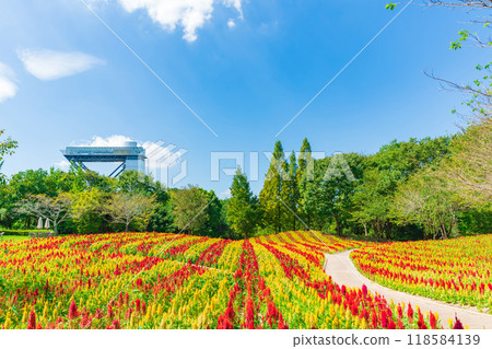 岐阜世界玫瑰園盛開的雞冠花<岐阜縣可兒市> 岐阜世界玫瑰園盛開的雞冠花<岐阜縣可兒市> 118584139