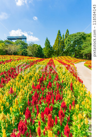 岐阜世界玫瑰園盛開的雞冠花<岐阜縣可兒市> 118584143