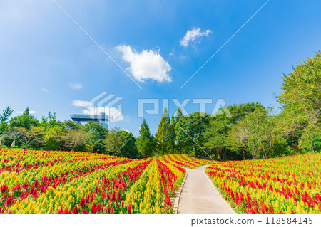 Gifu World Rose Garden, Celosia in full bloom <Kani City, Gifu Prefecture> 118584145