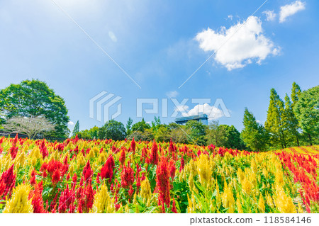 岐阜世界玫瑰園盛開的雞冠花<岐阜縣可兒市> 岐阜世界玫瑰園盛開的雞冠花<岐阜縣可兒市> 118584146