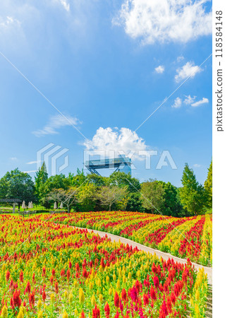Gifu World Rose Garden, Celosia in full bloom <Kani City, Gifu Prefecture> 118584148