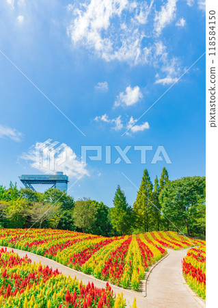 Gifu World Rose Garden, Celosia in full bloom <Kani City, Gifu Prefecture> 118584150